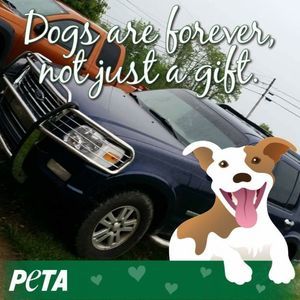 Meet your Posher, Tracey